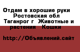Отдам в хорошие руки - Ростовская обл., Таганрог г. Животные и растения » Кошки   